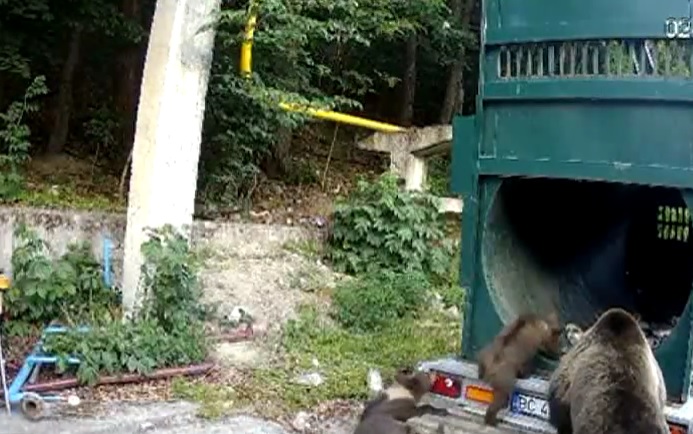 ursi relocati slanic moldova