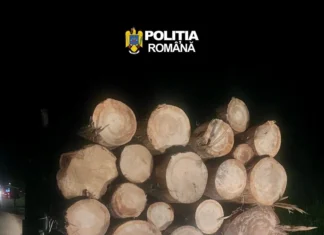 (FOTO) Captură de lemne în Dărmănești! Un tânăr s-a ales cu dosar penal și a rămas fără autoutilitară. DETALII ÎN COMENTARII