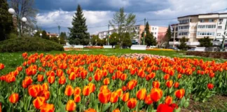 Ce se întâmplă cu lalelele din Onești după ce se usucă. Anunțul făcut de Primărie. E „bătaie” pe bulbi!