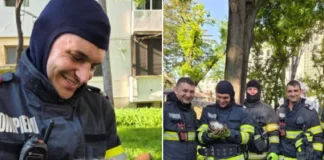 (FOTO) Un mieunat slab a mobilizat pompierii băcăuani. Intervenție specială cu final fericit pentru o pisicuță