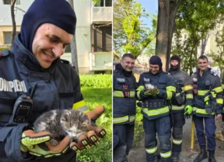 (FOTO) Un mieunat slab a mobilizat pompierii băcăuani. Intervenție specială cu final fericit pentru o pisicuță