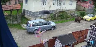 NEWS ALERT: (FOTO) Urs văzut pe o stradă din Comănești. Autoritățile au emis mesaj RO-Alert, jandarmii au fost trimiși de urgență