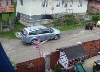 NEWS ALERT: (FOTO) Urs văzut pe o stradă din Comănești. Autoritățile au emis mesaj RO-Alert, jandarmii au fost trimiși de urgență