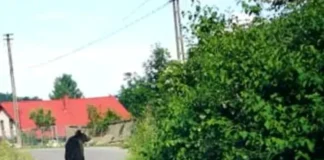 NEWS ALERT: Alertă de urs lângă Onești! Mesaj RO-Alert emis pentru locuitorii din Răcăuți, Buciumi
