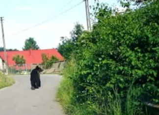 NEWS ALERT: Alertă de urs lângă Onești! Mesaj RO-Alert emis pentru locuitorii din Răcăuți, Buciumi