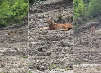 (VIDEO) Spectacol al naturii în Bacău: un râs carpatin a fost filmat în pădurea din Oituz