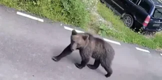 NEWS ALERT: Urs semnalat în Comănești! Locuitorii avertizați prin mesaj RO-Alert la o zi după alerta din Moinești