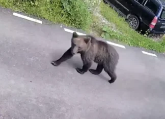 NEWS ALERT: Urs semnalat în Comănești! Locuitorii avertizați prin mesaj RO-Alert la o zi după alerta din Moinești