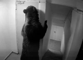 (VIDEO) Scene alarmante în Poiana Brașov: un urs a pătruns într-un hotel și a urcat scările