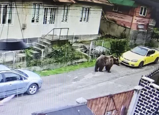 UPDATE: (FOTO) Ce s-a întâmplat cu ursul care a alertat autoritățile din Comănești. Informaţii de ULTIMA ORĂ