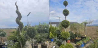 (FOTO) O nouă pepinieră s-a deschis la Onești. Plante și decorațiuni pentru grădini moderne