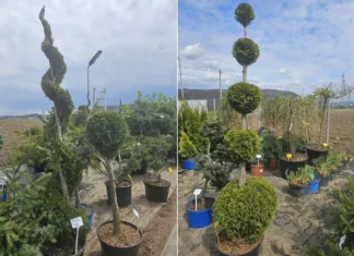 (FOTO) O nouă pepinieră s-a deschis la Onești. Plante și decorațiuni pentru grădini moderne