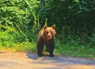 NEWS ALERT: Alertă de urs la Moinești în această dimineață. Mesaj RO-Alert transmis populației