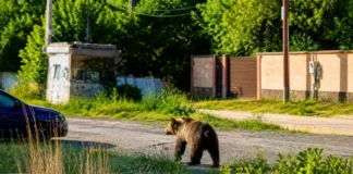 NEWS ALERT: Alertă extremă, urs semnalat într-un sat din Bacău. Locuitorii, avertizați prin RO-Alert