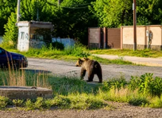 NEWS ALERT: Alertă extremă, urs semnalat într-un sat din Bacău. Locuitorii, avertizați prin RO-Alert