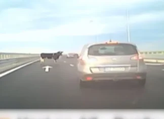 (VIDEO) Scene incredibile pe A7, lângă Buzău: Patru vaci au ajuns pe Autostrada Moldovei după ce au căzut dintr-un vehicul