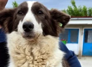Zeci de căței își caută o familie la Onești. Cum poți adopta un animal de companie