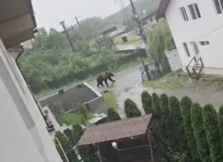 (FOTO) „Ursul” de pe strada Plopilor din Moinești a fost o farsă creată cu inteligență artificială. Panica iscată, demontată de Primărie
