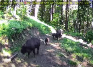 (VIDEO) Imagini spectaculoase cu doi pui gemeni de zimbru din Parcul Natural Vânători Neamț. Filmați în habitatul lor natural