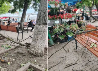 (FOTO) Incident în Onești: o creangă uscată s-a rupt și a căzut peste o bancă de la Piața Agroalimentară. „La un pas de o mare tragedie”