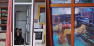 (VIDEO) Șoc la Bușteni: Un bătrân de 92 de ani s-a trezit cu o ursoaică și doi pui în casă, alta a fost filmată pe terasă. „Așa trăiesc oamenii din stațiunile de munte”