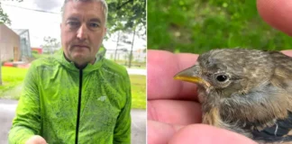 (VIDEO) Întâmplare inedită la Insula de Agrement din Bacău. Un pui de cinteză a fost salvat după ce a căzut din copac