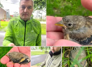 (VIDEO) Întâmplare inedită la Insula de Agrement din Bacău. Un pui de cinteză a fost salvat după ce a căzut din copac