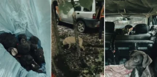 (VIDEO) Trufe negre recoltate ilegal într-o pădure din județul Bacău: trei bărbați prinși cu 12 câini special antrenați
