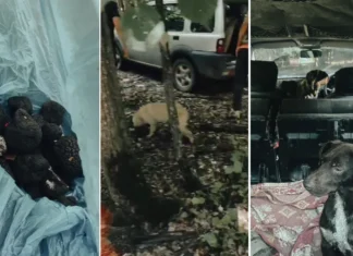 (VIDEO) Trufe negre recoltate ilegal într-o pădure din județul Bacău: trei bărbați prinși cu 12 câini special antrenați