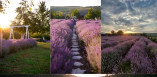 (FOTO) Grădina de lavandă Botez&Lavanda se deschide astăzi: Ce surprize îi așteaptă pe vizitatori. Program, tarife și evenimente speciale în județul Bacău