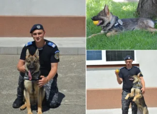 (FOTO) Ronny, noul erou cu patru lăbuțe al Jandarmeriei Bacău. Povestea emoționantă a unui pui de ciobănesc german de doar 8 luni
