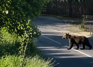 ULTIMA ORĂ: Alertă extremă la Dărmănești: prezența unui urs a fost semnalată în oraș, într-o zonă locuită