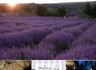 Prima Petrecere Italiană by Cannoleria ajunge în Bacău. Seară cu vibe autentic italian în lanul de lavandă de la Botez & Lavanda