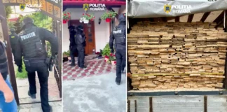 (VIDEO/FOTO) Mascații au descins în județul Bacău! Percheziții în forță și captură importantă de material lemnos