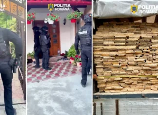 (VIDEO/FOTO) Mascații au descins în județul Bacău! Percheziții în forță și captură importantă de material lemnos