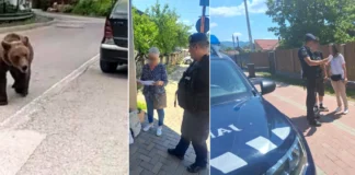 Urșii bagă spaima în localnici, în județul Bacău! Jandarmii intensifică acțiunile de prevenire și avertizează populația