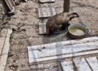 (VIDEO) Un bursuc speriat s-a refugiat într-un coteț de găini din comuna Măgura, Bacău. Cum au reacționat proprietarii