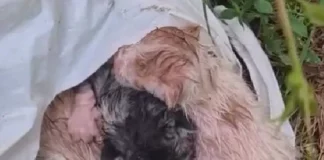 (VIDEO) Imagini care revoltă: trei pui de pisică, abandonați într-o pungă de plastic, la Onești. Apelul voluntarilor