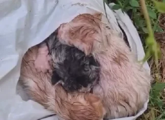 (VIDEO) Imagini care revoltă: trei pui de pisică, abandonați într-o pungă de plastic, la Onești. Apelul voluntarilor