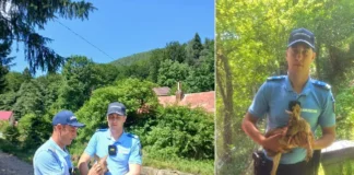 (FOTO) Imagini emoționante în Slănic Moldova! Un pui de căprioară a fost salvat din mijlocul drumului
