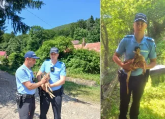 (FOTO) Imagini emoționante în Slănic Moldova! Un pui de căprioară a fost salvat din mijlocul drumului