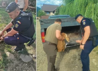 (VIDEO) Misiune cu final fericit: Pui de căprioară, salvat de jandarmi după ce era urmărit de câini, la Târgu Ocna