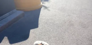 (FOTO) Imagini care revoltă, la Onești: trei pui de câine, găsiți abandonați lângă o ghenă de gunoi, duminică dimineață