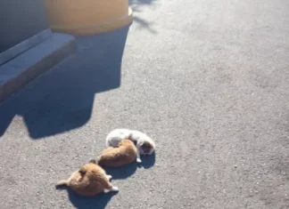 (FOTO) Imagini care revoltă, la Onești: trei pui de câine, găsiți abandonați lângă o ghenă de gunoi, duminică dimineață