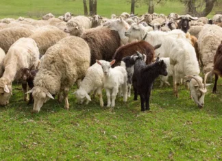 Pestă la rumegătoarele mici: ANSVSA introduce carantină de 30 de zile în toată România, inclusiv Bacău. Restricții și la pășunat și controale în trafic