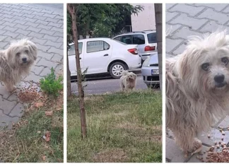 (FOTO) Max, câine dispărut din București, găsit după un an la Onești. Poveste incredibilă cu final fericit