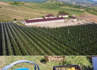 Ferma Bogdănești, din apropiere de Onești, laborator în aer liber pentru viitorii specialiști în horticultură și agricultură. Program educațional dedicat tinerilor și studenților