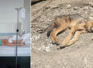 ULTIMA ORĂ: Cum se simte copilul mușcat de vulpea turbată în Bogdănești, județul Bacău. Ultimele informații de la medici