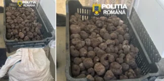 (FOTO) Peste 80 de kilograme de trufe fără documente legale, descoperite de polițiști în trafic, pe DN11, la Măgura