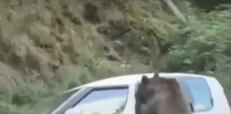 Urs filmat pe Transfăgărășan în timp ce sparge geamul unei mașini pentru mâncare